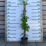 Hortenzia popínavá (Hydrangea petiolaris) výška: 100-130 cm, kont. C3L (-34°C)
